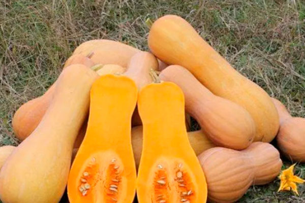 Уникальная тыква сорта ананасная: описание, выращивание и преимущества