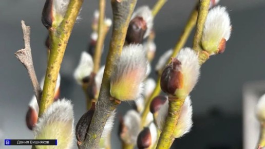 Вербное воскресенье 2026: история, традиции и запреты