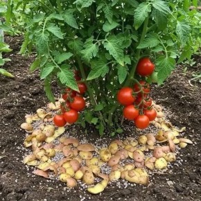 ���������� ������ ���������: ��� �� �������� ������ �������