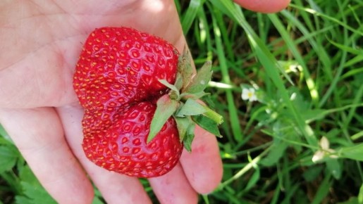 Секреты богатого урожая клубники: как природные методы изменят ваш сад