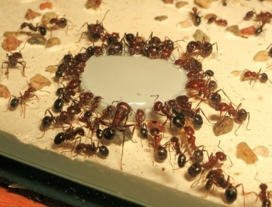 ��� ���������� �������� � ��������� �� ����: ����������� ������