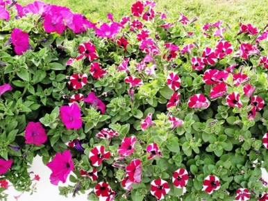 ��� �������� ������� ����� �������� ����� � ���� �������