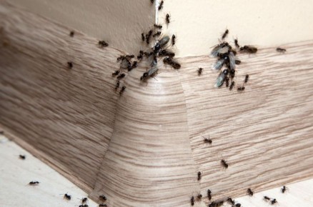 Как избавиться от муравьев: домашние методы и советы