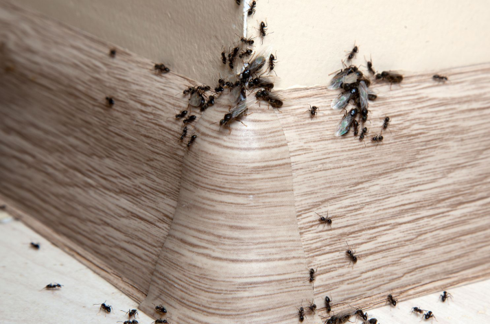 Как избавиться от муравьев: домашние методы и советы