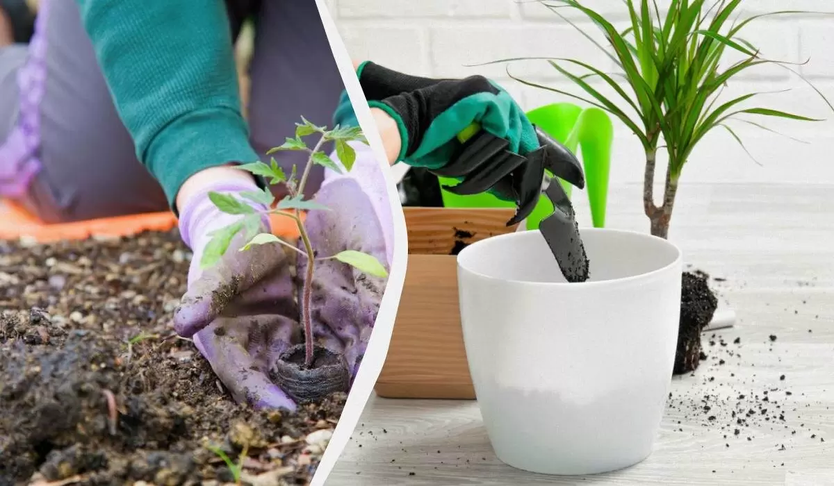 Декабрь на даче: что сажать и когда делать это правильно