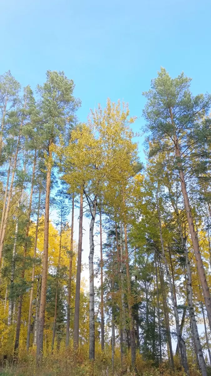 Страх одиночества: как пожилые люди справляются с пустотой в доме