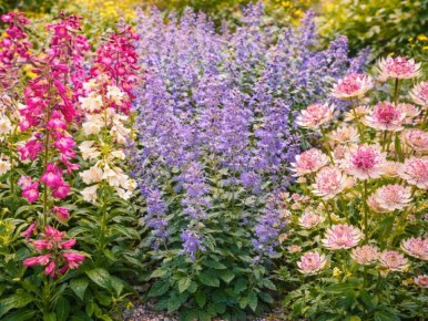 Эти многолетники меняют облик сада и радуют каждый сезон