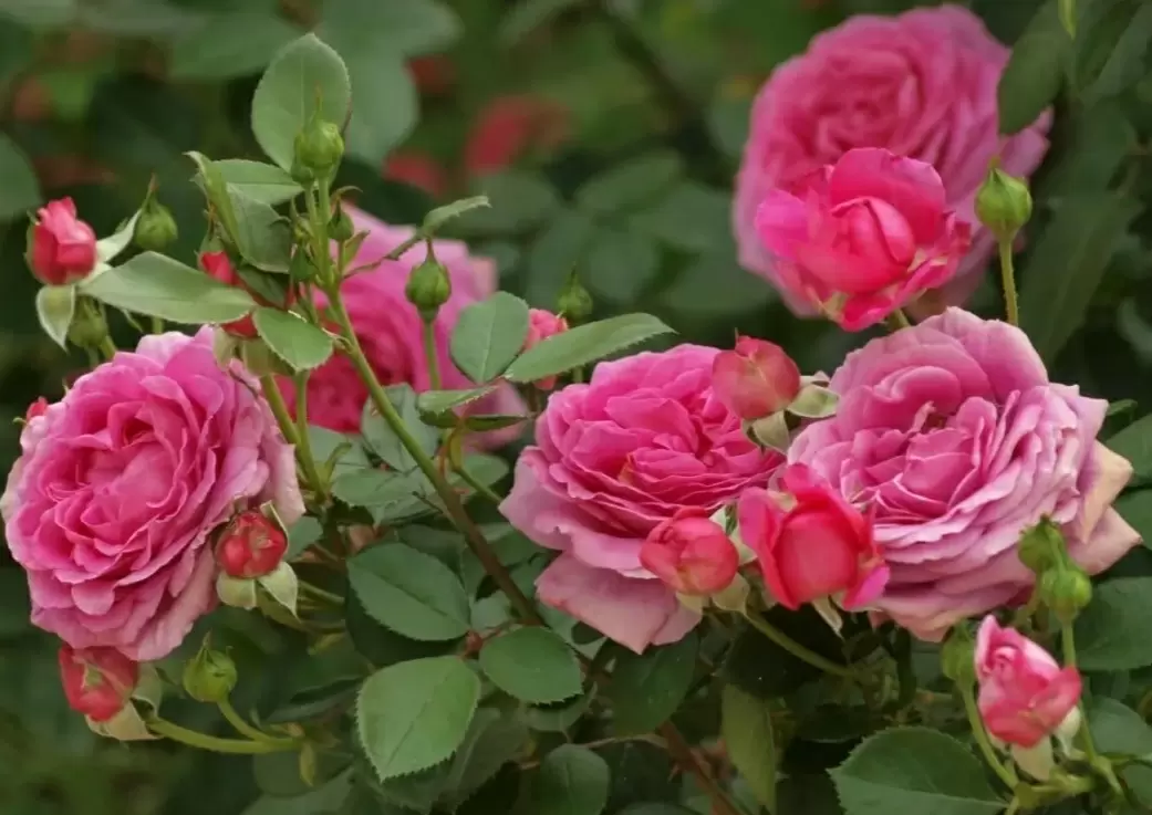 Как защитить розы от зимних холодов: советы по укрытию и уходу