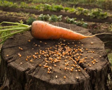 ������ ������ ����� ������� ����� ���������� ��������: ������ ��� ��������