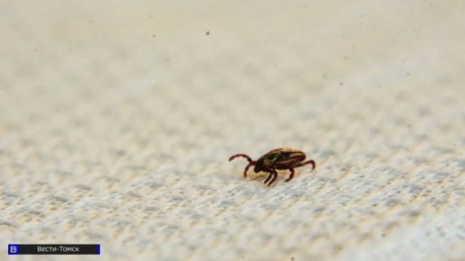 Клещи вышли на охоту: кровососущие напали на 10 человек в Томской области
