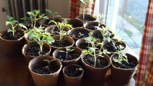 Причины печали рассады: как вернуть ей радость роста