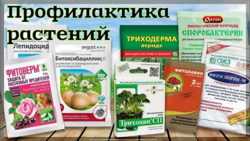 ������������: ��, ��� ����� ����� ��� ��������� �����������