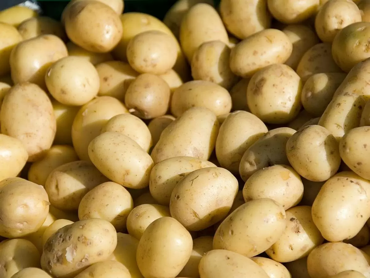 Как успешно пробудить семенной картофель для богатого урожая