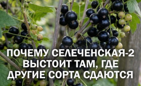 Как вырастить смородину Селеченская-2 и собрать с куста ведро ягод