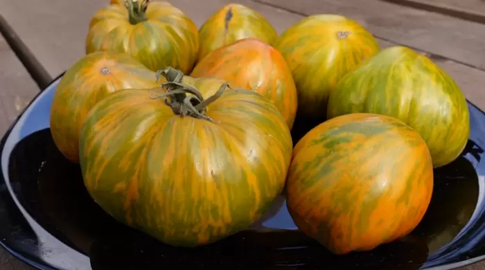 Томат «Зебра желтая»: полосатая красота с солнечным вкусом для ваших салатов