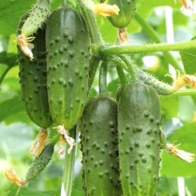 ������ ������� �����: ������ �������� ������ � ���������� �������
