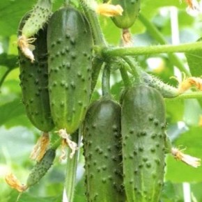 Огурец Зеленый поток: ранний букетный гибрид с хрустящими плодами