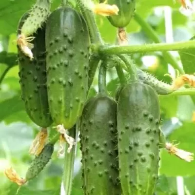 Огурец Зеленый поток: ранний букетный гибрид с хрустящими плодами