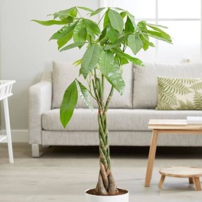 Почему денежное дерево станет вашим верным спутником на пути к процветанию