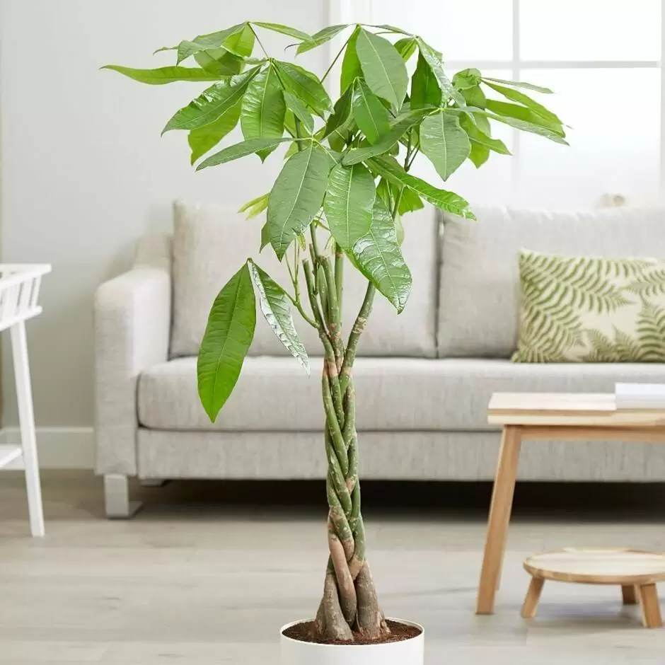 Почему денежное дерево станет вашим верным спутником на пути к процветанию