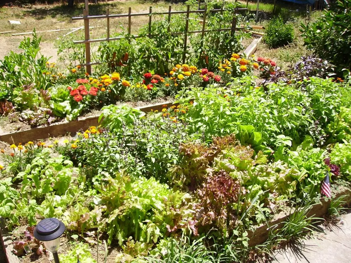 Кофейная гуща: неожиданный помощник для ваших тыкв