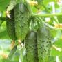 Огурец Зеленый поток: ранний букетный гибрид с хрустящими плодами