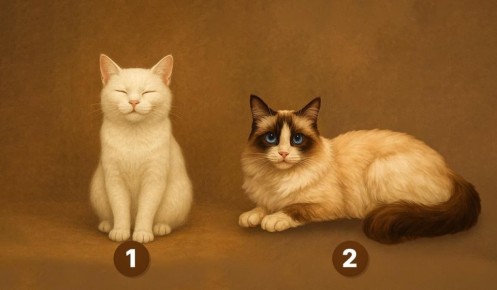 ��� ��������� �������� '���': �������� ���� �� ��������