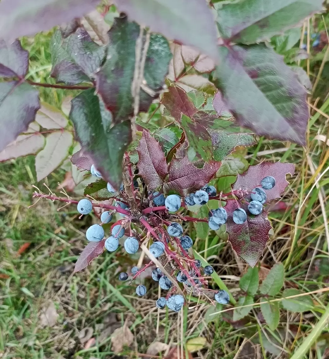 Нежные изыски и неожиданные расходы: на ярмарке за покупками