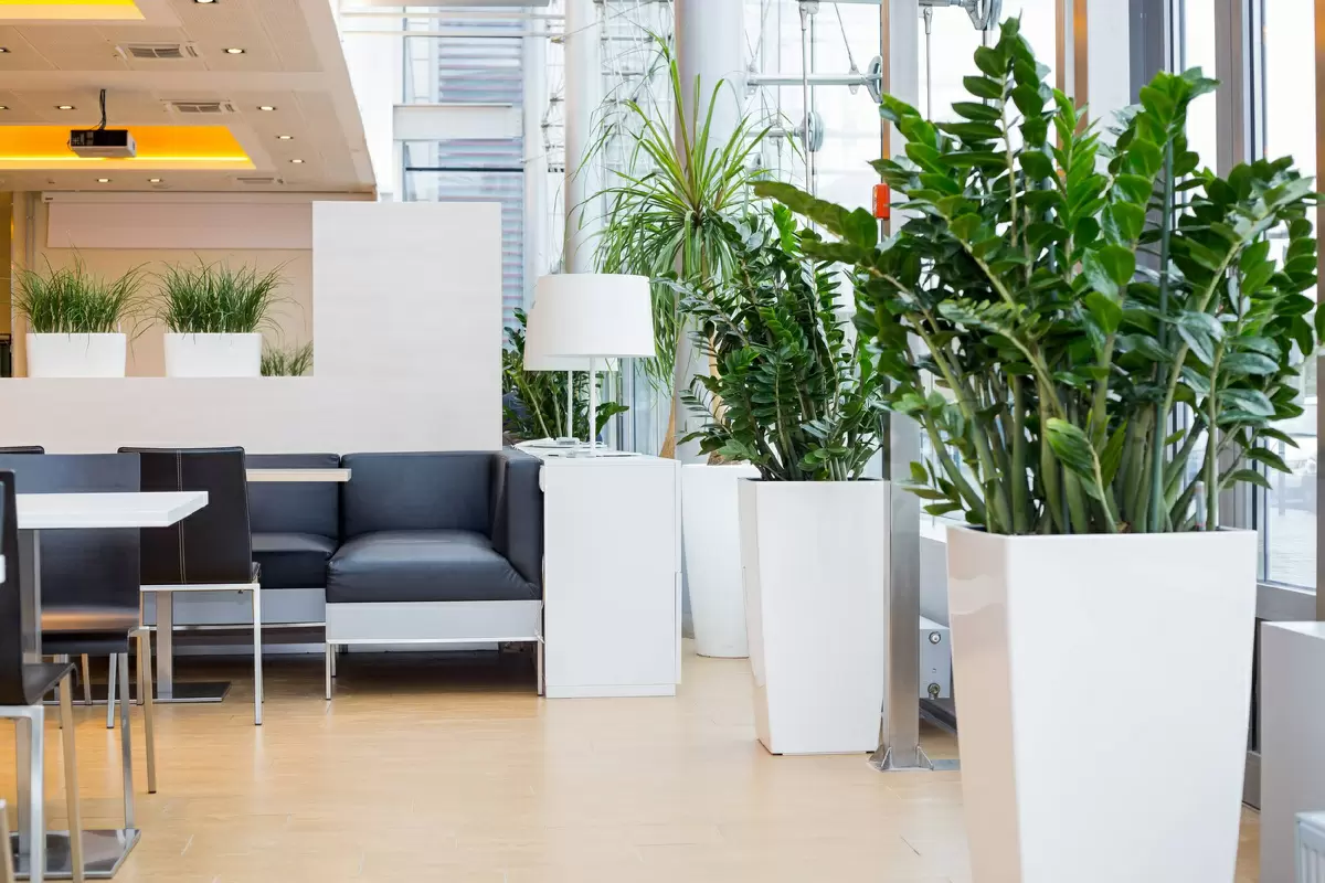 Как сделать офис зеленее: 8 неприхотливых растений для вашего помещения