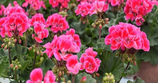 ��� ����� �� ��������� ����� �������� � ������������: ������� � ����