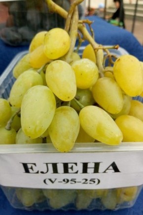 Виноград Елена: идеальный выбор для раннего сбора и удивительного вкуса
