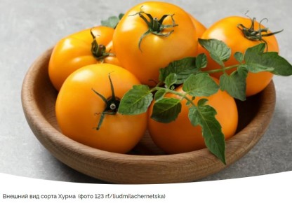 ������ ����� �����: ������� � �������� �����������