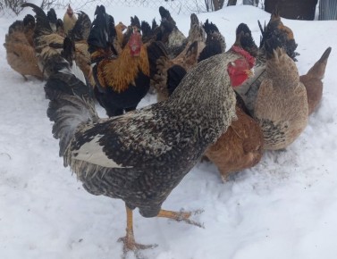 ��� ���������� ������� � ��������� �������� ��� ������� �������� �����