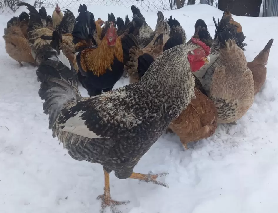Как превратить теплицу в идеальный курятник для зимовки домашней птицы
