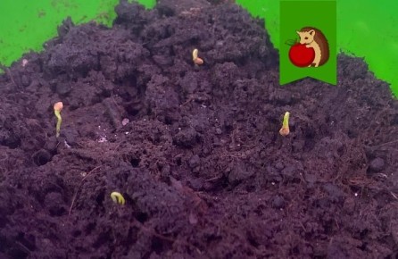 ������ ������� ���������� �� ������: �������� ������ ���������