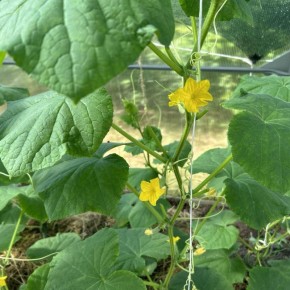 ����������� ������ ��� �������: ��� ������ ������ �������� ����������