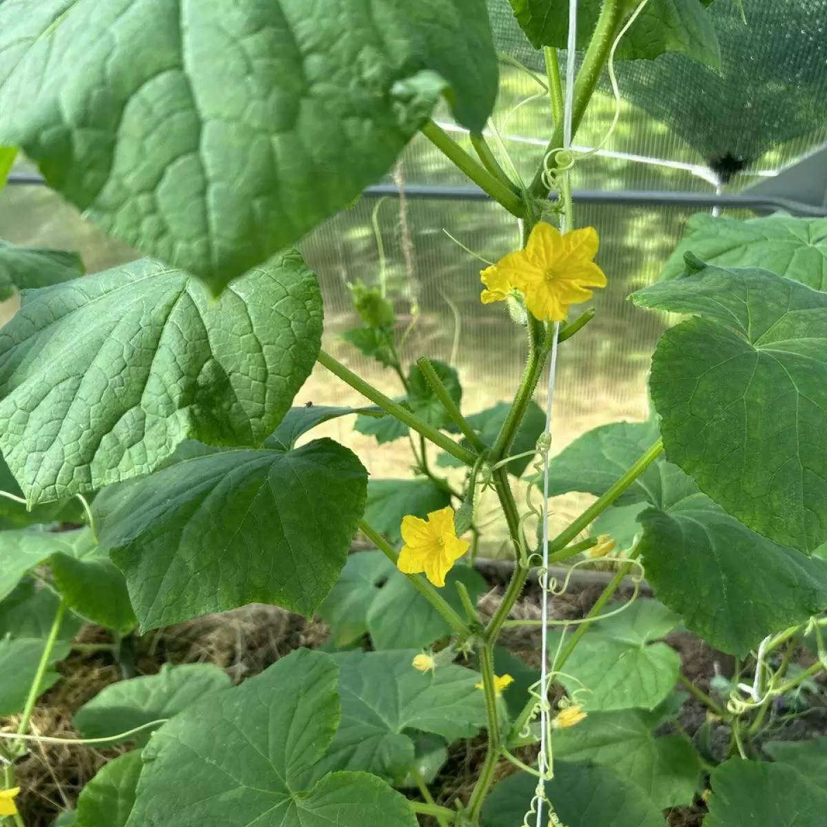 Натуральная защита для огурцов: как спасти урожай простыми средствами