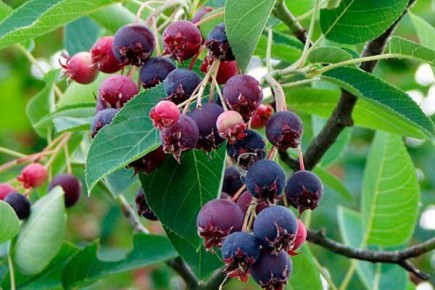 ���� ����� ������: ������� ��������� �����������