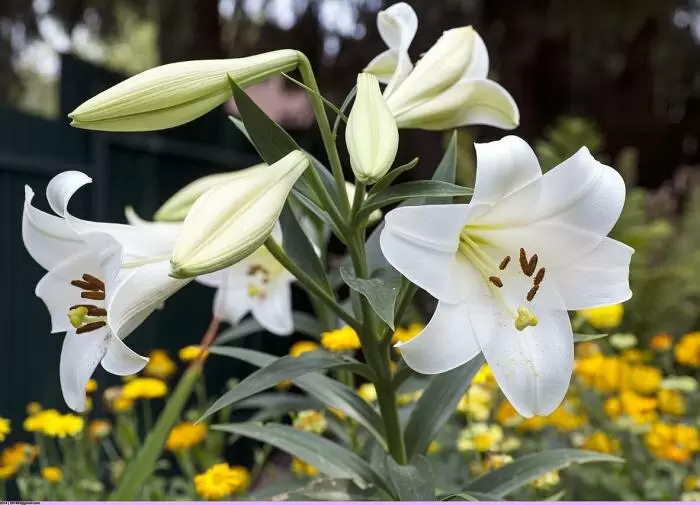 Как подготовить цветник к зиме: секреты осеннего ухода за растениями