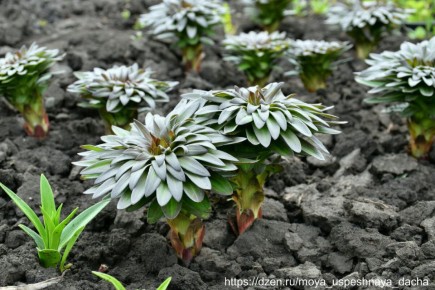 ��� �������� ���� �� ������� ����������� �� ����������� ��������