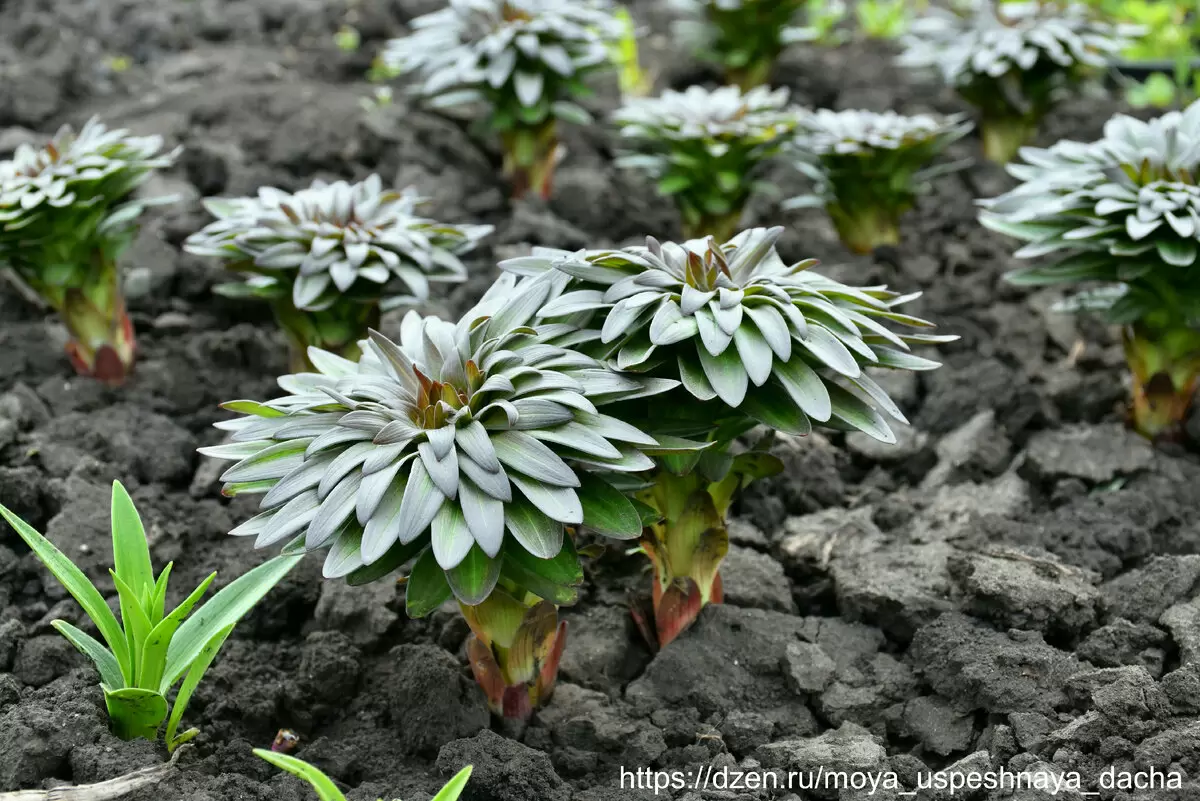 Как весенний уход за лилиями гарантирует их невероятное цветение