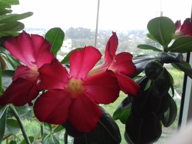 Магия адениума: как вырастить розу пустыни из семян