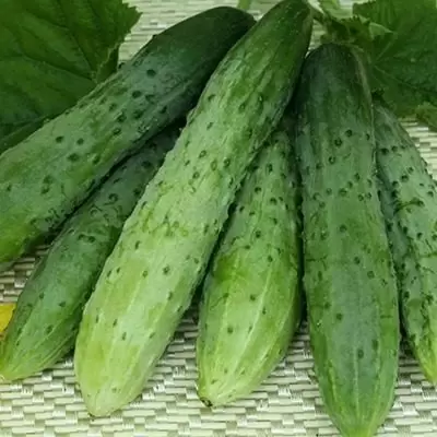 Огурец Новогодний сюрприз: превосходный гибрид для теплиц с уникальными характеристиками