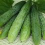 Огурец Новогодний сюрприз: превосходный гибрид для теплиц с уникальными характеристиками