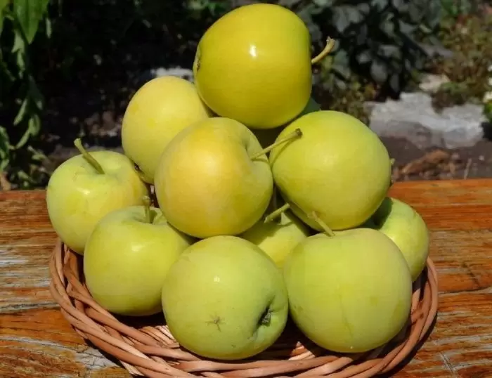 Яблоня Папироянтарное: уникальный сорт с впечатляющим вкусом