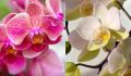 Секреты ухода за орхидеями: как поливать, чтобы они цвели веками