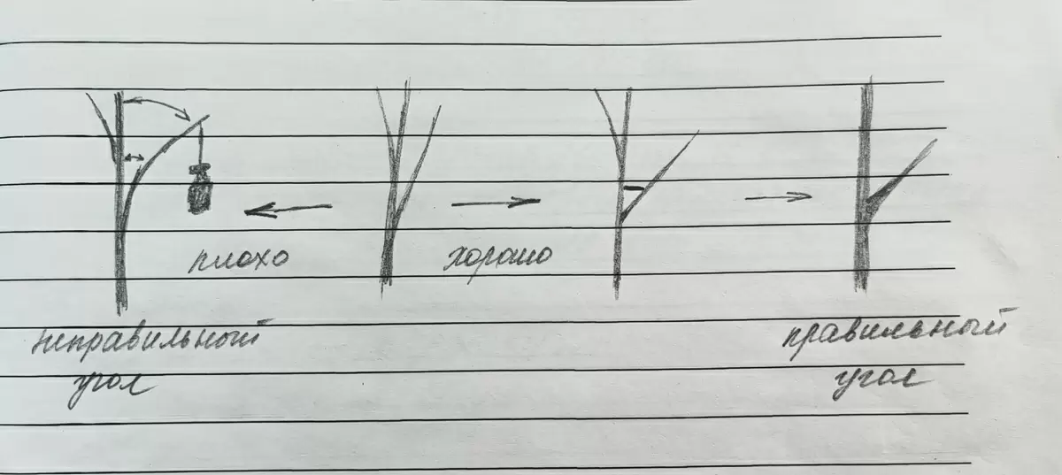 Как минимизировать обрезку яблонь: инновационный подход к формированию деревьев