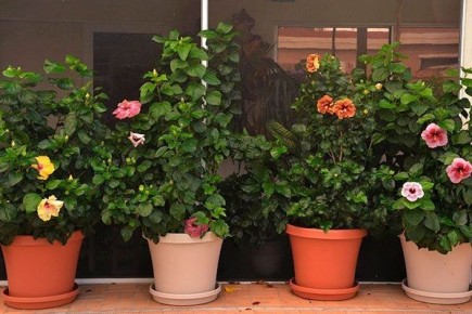 ��� ��������� ������� ������ ��� ���������: ������ � ������������