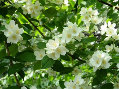 ��� ���������� ������ ������ �� ���: ������� ������ � ������