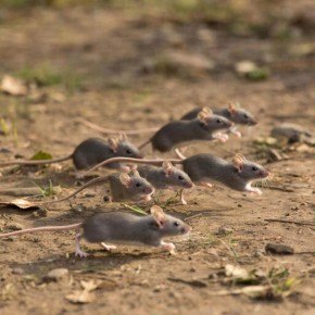 ������� ������: ��� ������������� ��������� ����� �� ����